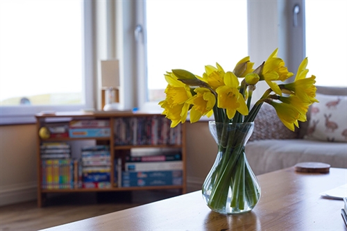 Conservatory Daffodils